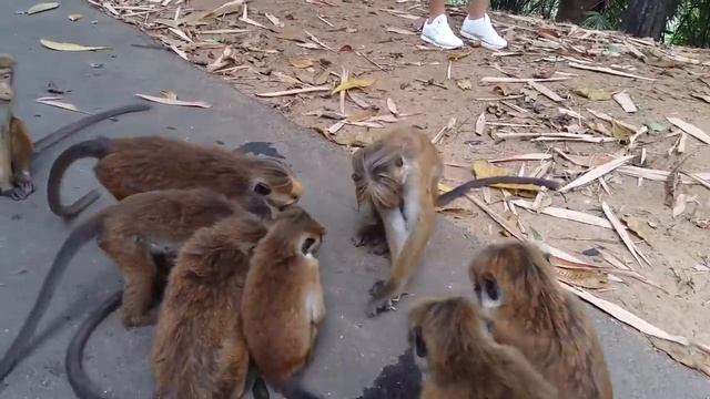 Ботанический сад Канди. смотреть онлайн