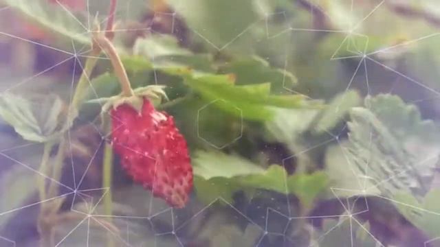 ?Твой любимый Лес смотреть онлайн