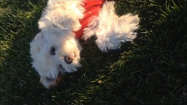 Cockapoo (Cocker Spaniel Poodle Mix)