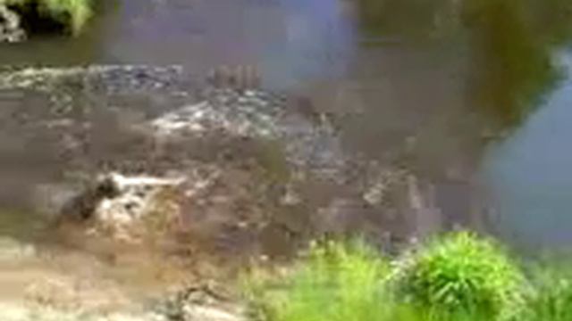 Лысый прыгун смотреть онлайн