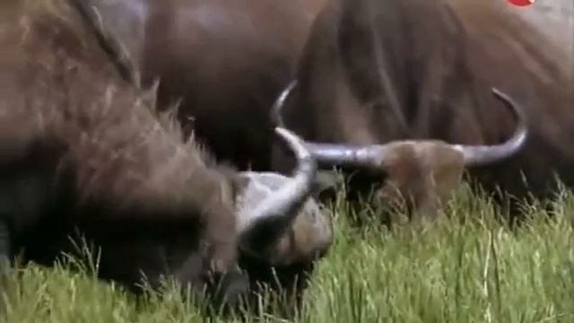 Животные. Буйвол. Буйвол против льва. смотреть онлайн