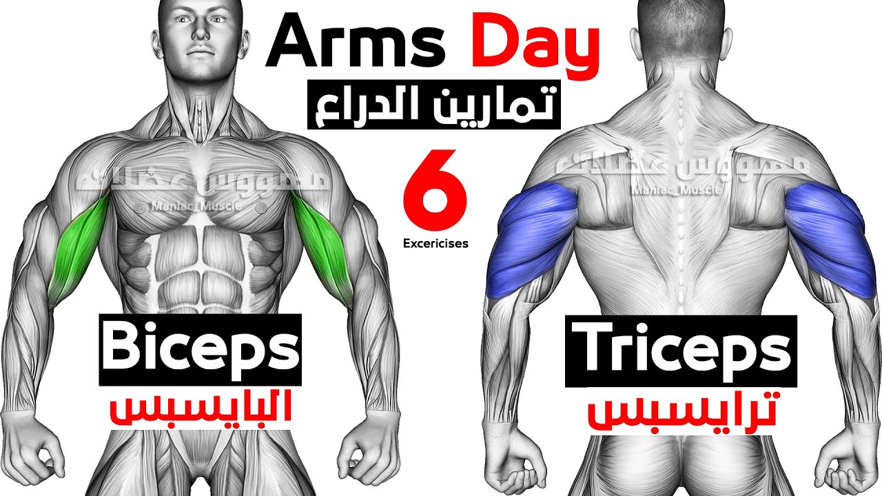 Как увеличить руки, используя только гантели (бицепсы - трицепсы) смотреть онлайн