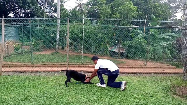Teach your dog ti play with toys | dog trainer in sri lanka 🇱🇰0725028277 смотреть онлайн