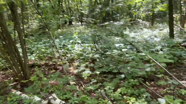 Поход в лес за корягой для нового дома Альберта. смотреть онлайн