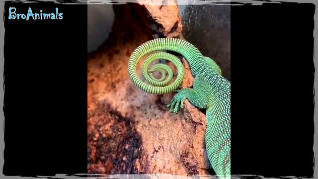 ЗМЕЯ ? ПЬЕТ ВОДУ и другие Приколы с Животными ??? Funny Animals #757 смотреть онлайн