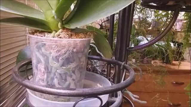 Обзор посадки орхидеи в керамзит. смотреть онлайн