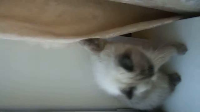 funny cat смотреть онлайн