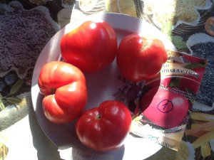 Томат сахарная Настасья! Дегустация.