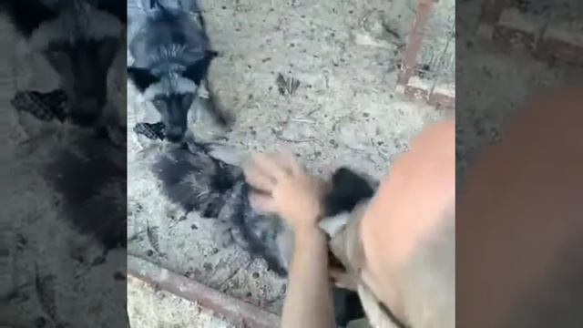 Чернобурые лисы на фотосессиюI 8(965)380-13-11 Москва смотреть онлайн