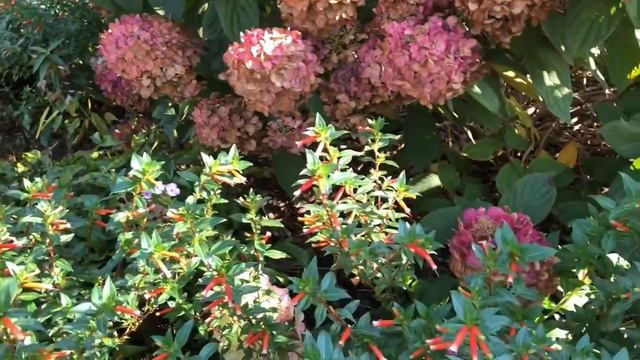 VERMILLIONAIRE®️ CUPHEA | Garden Crossings смотреть онлайн