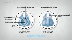 Анатомия гортани