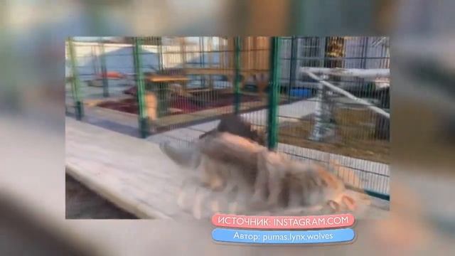 Домашние хищники! смотреть онлайн