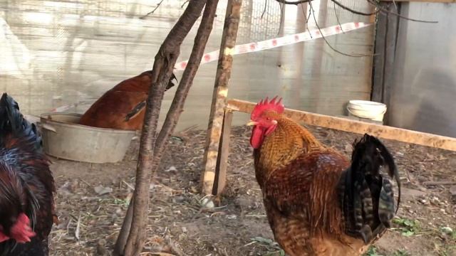 Обзор нового курятника- бройлерной! Кучинские снесли первое яйцо!? Бой петухов! ?