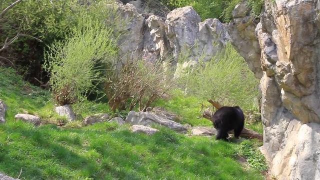 Tiergarten Schönbrunn. Вена. Зоопарк во дворце Шенбрунн. смотреть онлайн