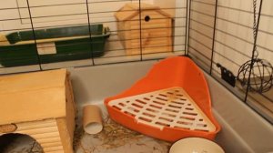 КАК ОБУСТРОИТЬ ЖИЛИЩЕ ДЛЯ КРОЛИКА? / ЧТО ДОЛЖНО БЫТЬ В КЛЕТКЕ У КРОЛИКА? / КАК ОБУСТРОИТЬ КРОЛИКА ?