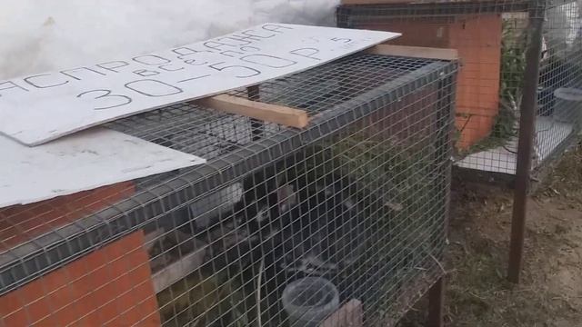 Отдам даром! смотреть онлайн