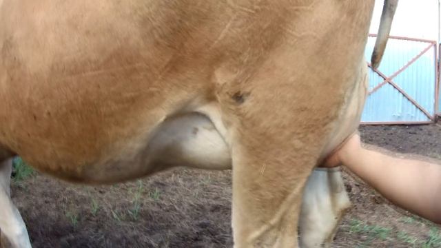 Признаки приближения отела у коровы. Мой опыт. смотреть онлайн