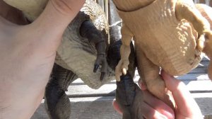 NEW Dino Trackers Hunt ‘N Chomp Tyrannosaurus Rex Mega Jurassic World Mattel Trex Comparison