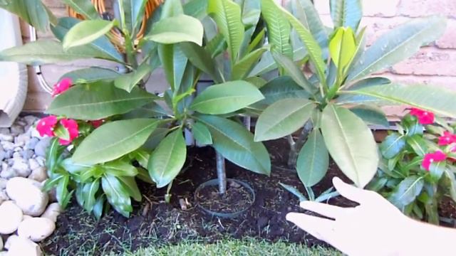 Lets Grow Plumeria Together смотреть онлайн