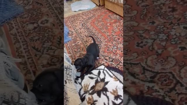 Питбуль кельта возраст 1.5месяца смотреть онлайн