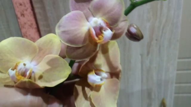 фото орхидеи для Ирины Катаевой смотреть онлайн