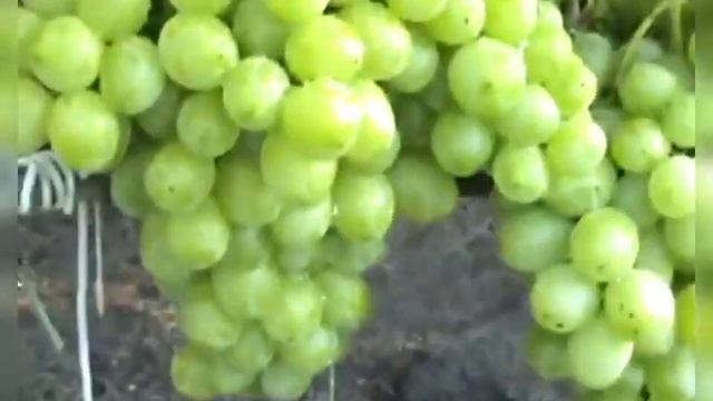 ЧЕРЕНКИ ВИНОГРАДА -Ромбик,Колобок,Вкус Детства.2021. смотреть онлайн