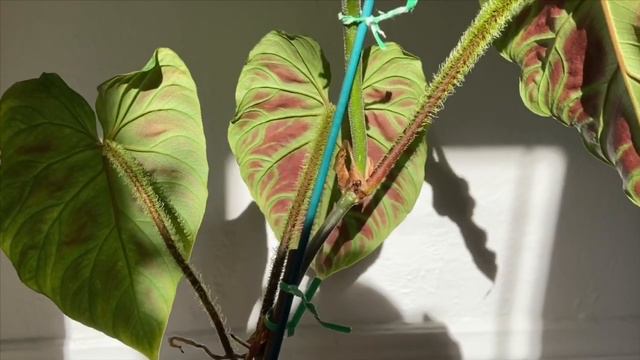 Philodendron Verrucosum Care and Update | Rare Houseplant Feature смотреть онлайн