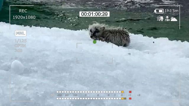 Fishermen saw something amazing on an iceberg , approaching they couldn't believe their eyes! смотреть онлайн