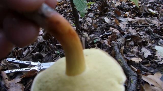 I Лиственный лес гриб Бабка Моховик Deciduous Forest Mushrooms Grandma 20201019