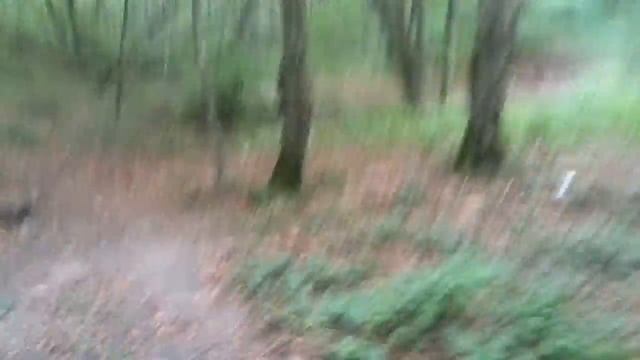 Бег в лесу. Ставрополь смотреть онлайн