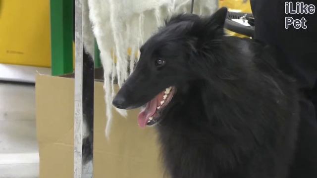 Бельгийская овчарка грюнендаль на ilikepet. Особенности породы, уход смотреть онлайн