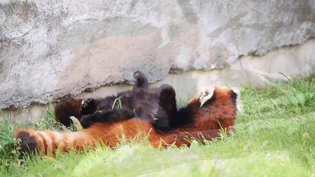Top 10 Interesting Facts about Red Panda : Red Panda Facts for Kids смотреть онлайн