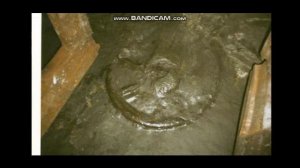 Находки в угольных шахтах