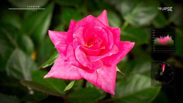 Opening Purple Rose | Flowers Booming | Time lapse смотреть онлайн