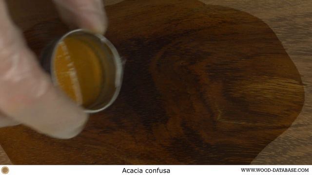 Formosan koa (Acacia confusa) смотреть онлайн