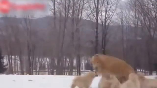 Видео Подборка Приколов с Животными 14 Кошки Собаки Смешные Животные 2015 смотреть онлайн