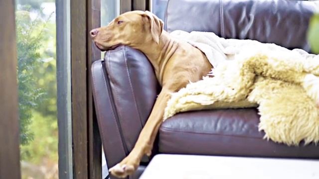#how to health care your dog #dogs #amazingdog #dogtrained #dogcare #usadogs смотреть онлайн