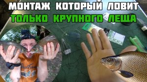 Оснастка, которая ловит КРУПНОГО ЛЕЩА. Лучшая донная снасть для ловли леща на реке. Монтаж на леща.