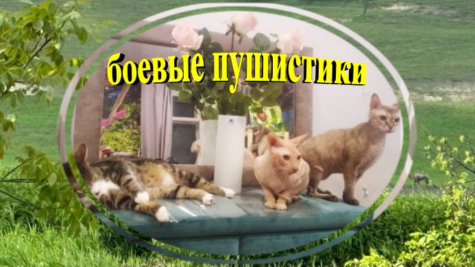 Боевые пушистики