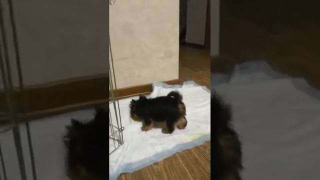 Йорк щенок девочка мини смотреть онлайн