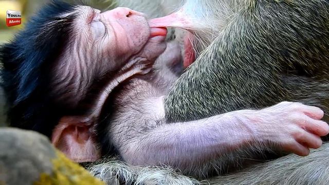 Wow Amazing to Maria's baby/ How fast is big baby/ Cute baby look Strong Youlike Monkey 1369 смотреть онлайн