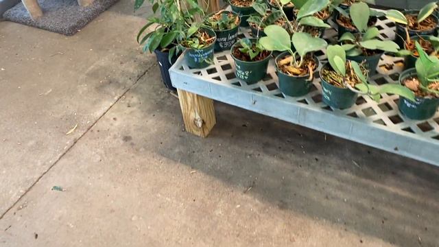 Christine's Exotic & Tropical Plants Hoyas Aroids Garden Houseplants Rare Plant Shopping смотреть онлайн