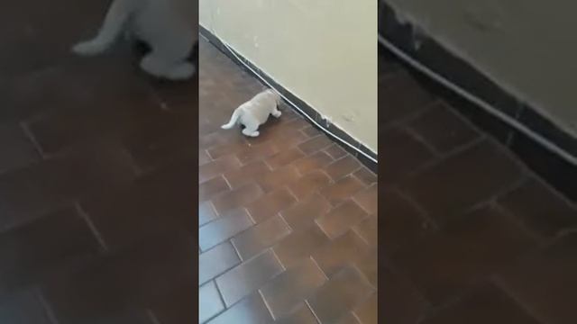 Linda Filhote de Beagle Fêmea Bicolor смотреть онлайн