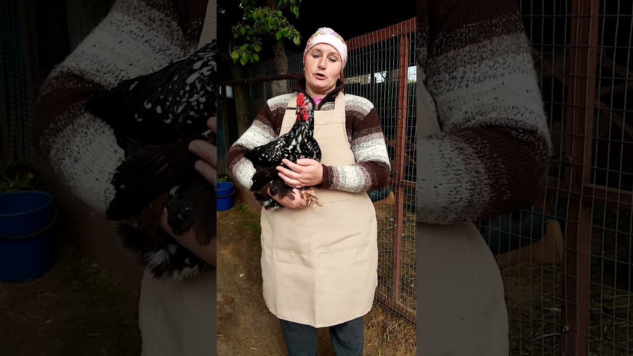 Ливенская ситцевая - эти куры просто мечта. смотреть онлайн