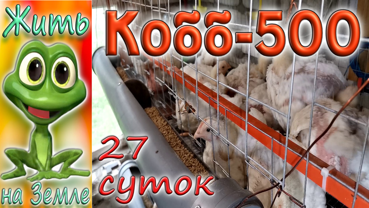 Кобб-500, переезд из брудера в клетку.