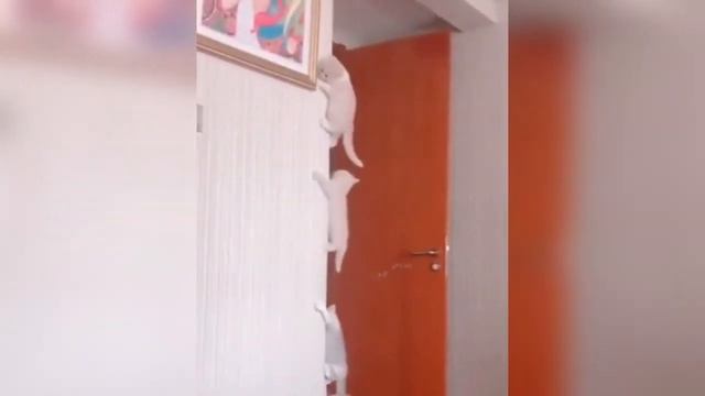 Лучшие приколы с животными / ПРИКОЛЫ С ЖИВОТНЫМИ ДИКИЕ ЗВЕРИ, КОТЫ смотреть онлайн