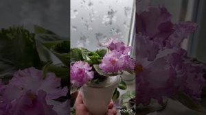 фиалка pink chablis первое цветение #violet