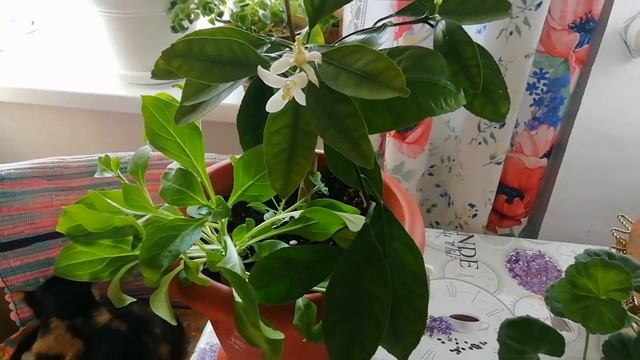 Как цветёт комнатный мандарин смотреть онлайн