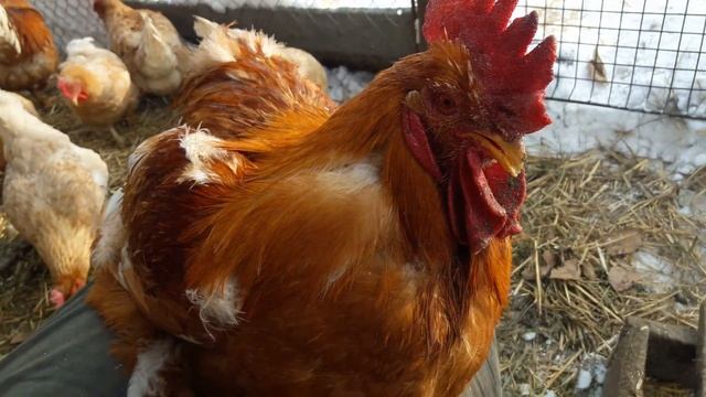 Самые выгодные куры, МИНИ мясные палевые белохвостые. смотреть онлайн