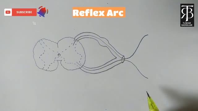 How To Draw Reflex Arc Step By Step 100% смотреть онлайн